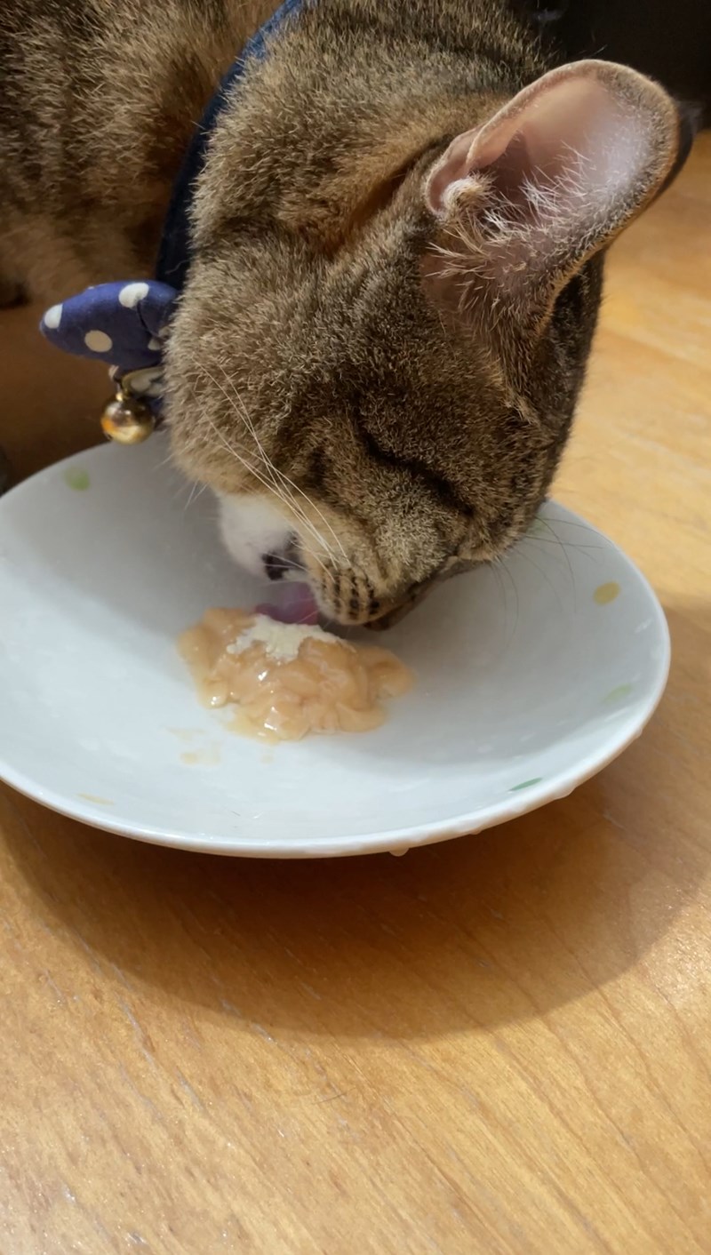 試用